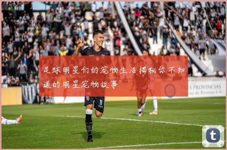 足球明星们的宠物生活揭秘你不知道的明星宠物故事
